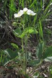 Fragaria campestris. Цветущее растение. Крым, Севастополь, опушка грабинника в Сарандинакиной балке. 30 апреля 2014 г.