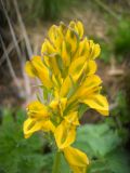 Смотреть изображение Corydalis gortschakovii