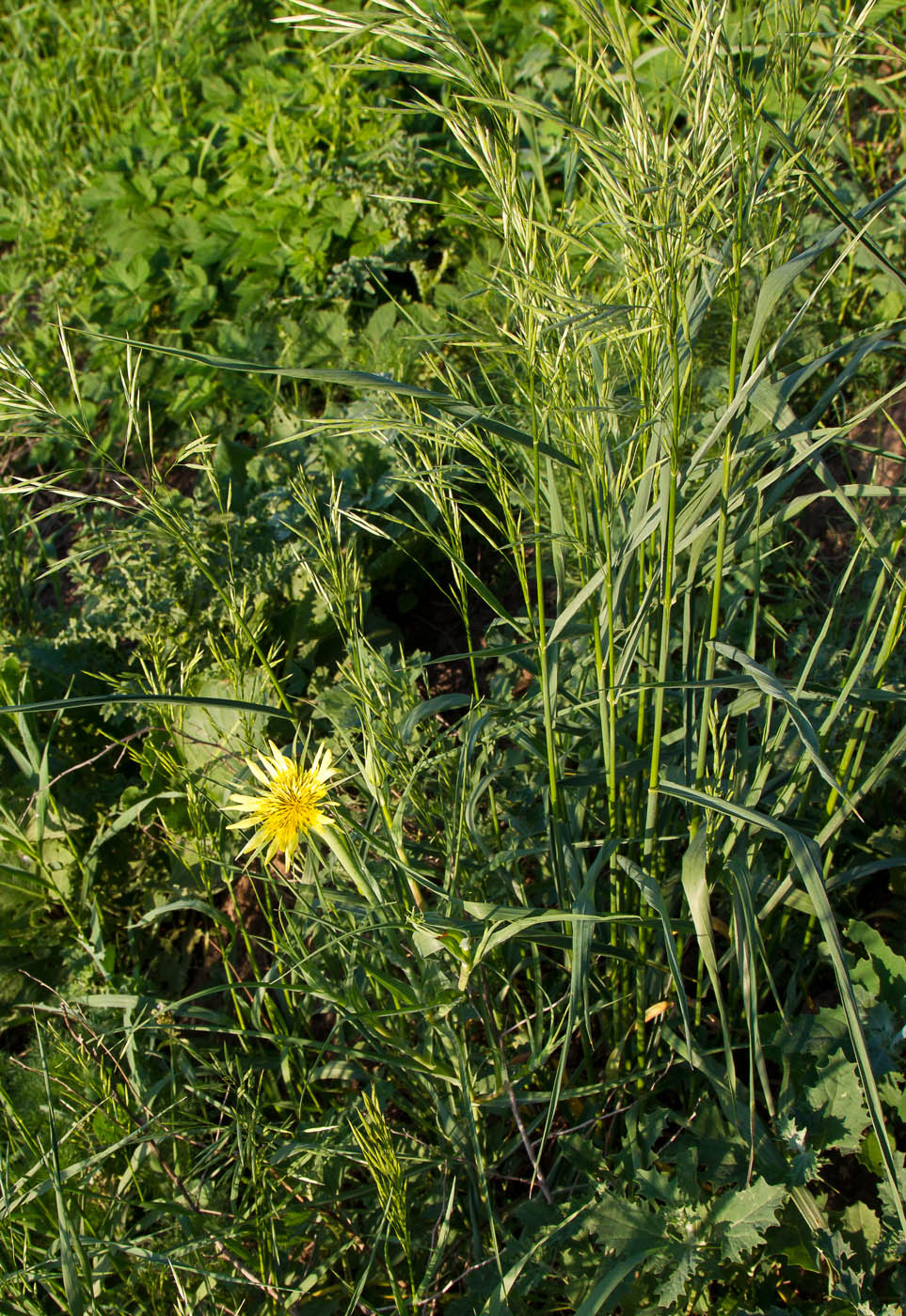 Image of Tragopogon dubius ssp. major specimen.