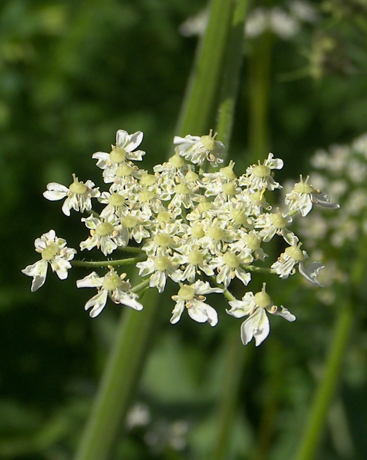 Image of Heracleum freynianum specimen.