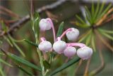 Andromeda polifolia