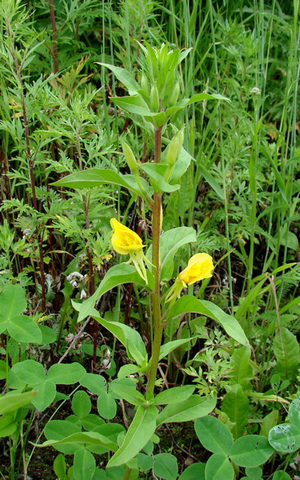 Изображение особи Oenothera rubricaulis.