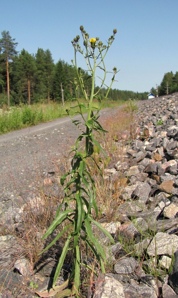 Изображение особи Hieracium umbellatum.