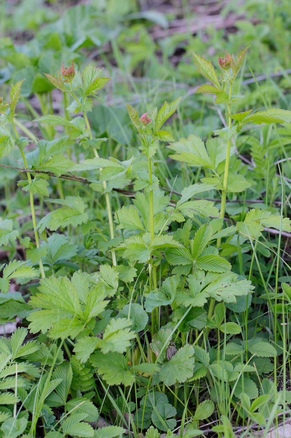 Image of Geum urbanum specimen.