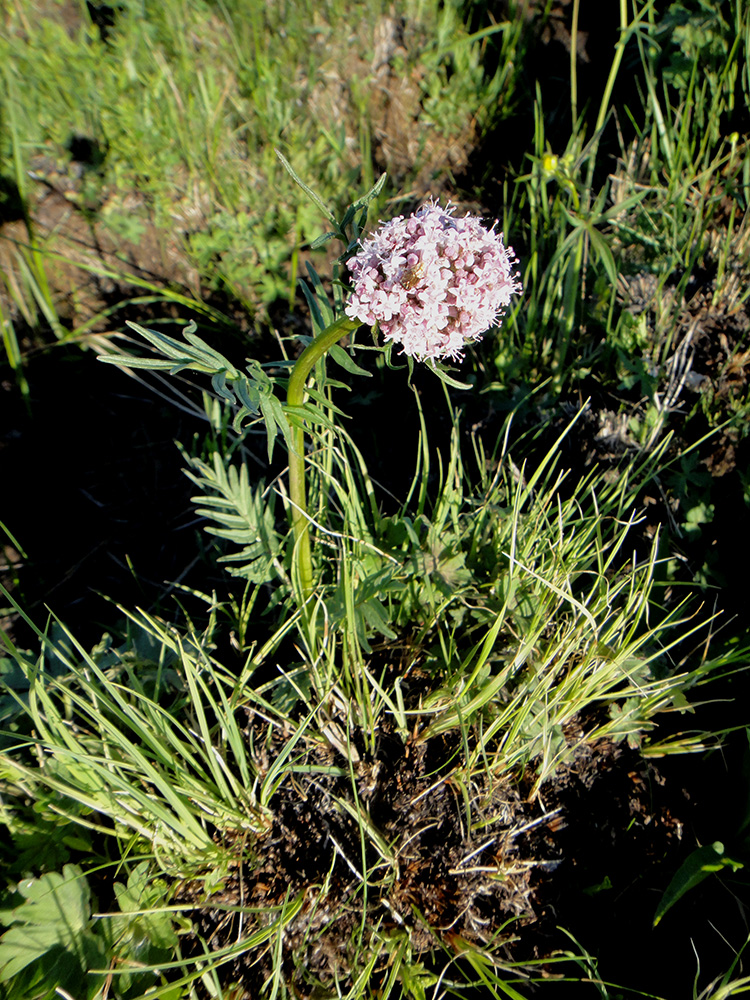 Image of genus Valeriana specimen.