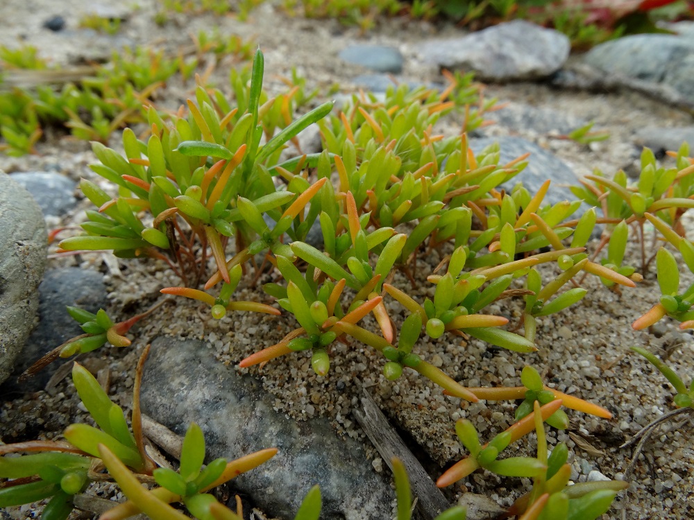 Изображение особи род Salsola.