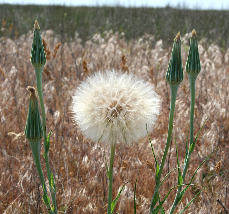 Image of Tragopogon dubius ssp. major specimen.