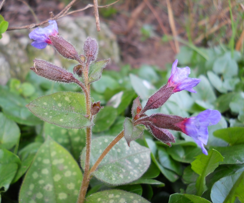 Изображение особи Pulmonaria saccharata.