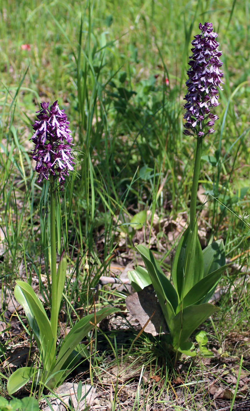 Изображение особи Orchis purpurea ssp. caucasica.