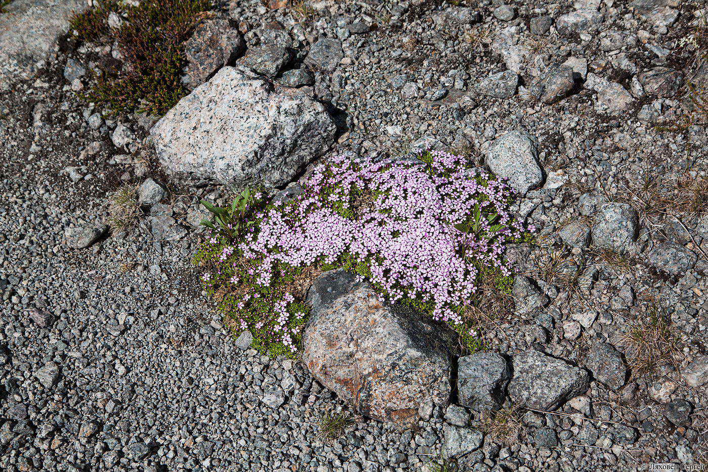 Image of Silene acaulis specimen.