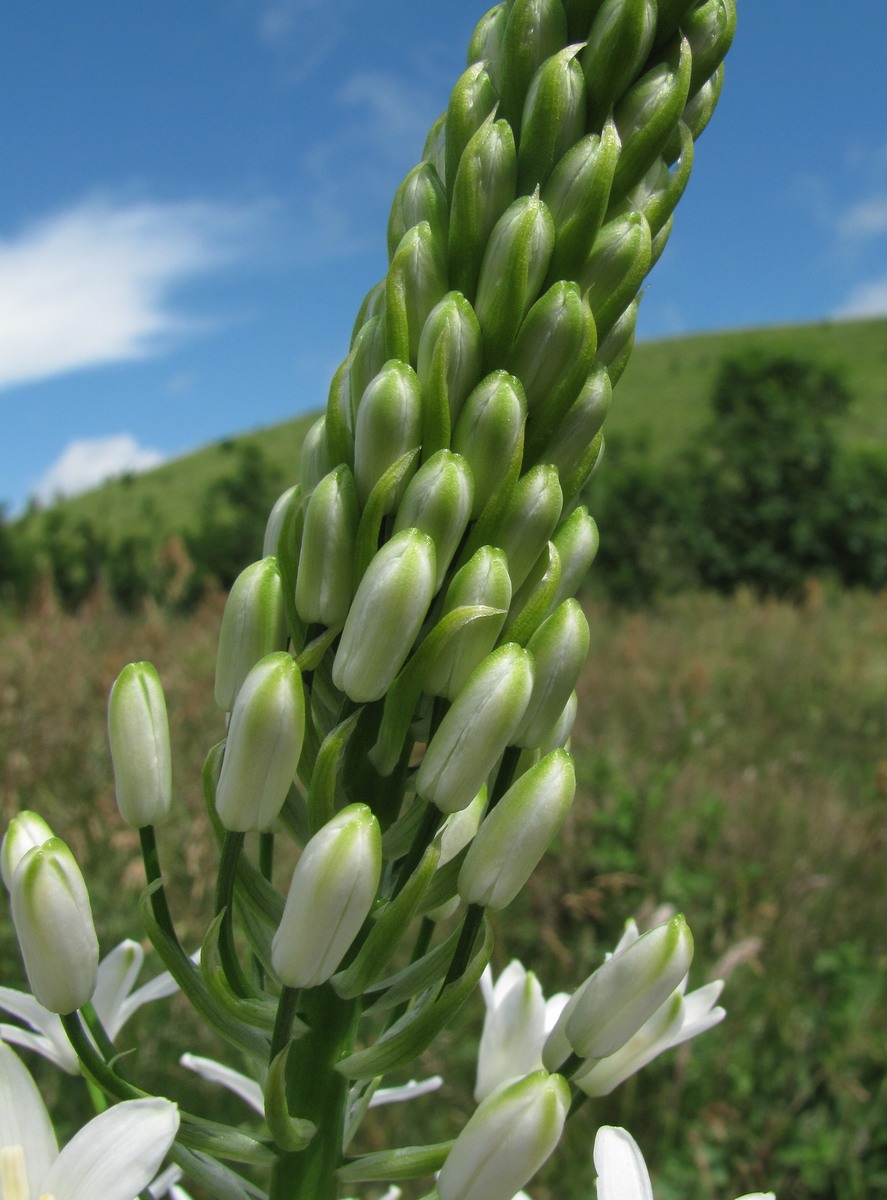 Image of Ornithogalum arcuatum specimen.