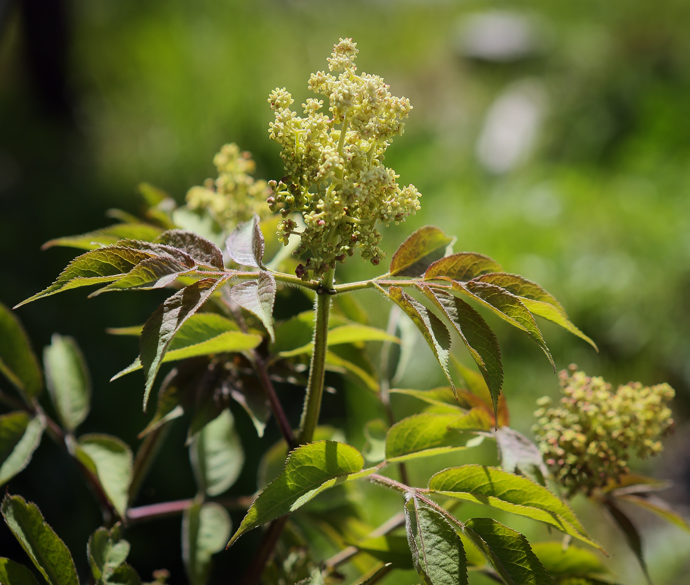 Image of Sambucus sibirica specimen.