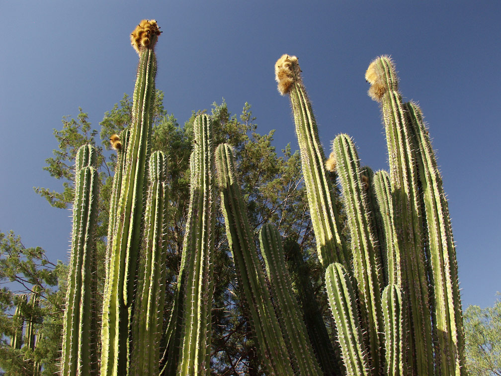 Image of Pachycereus pecten-aboriginum specimen.