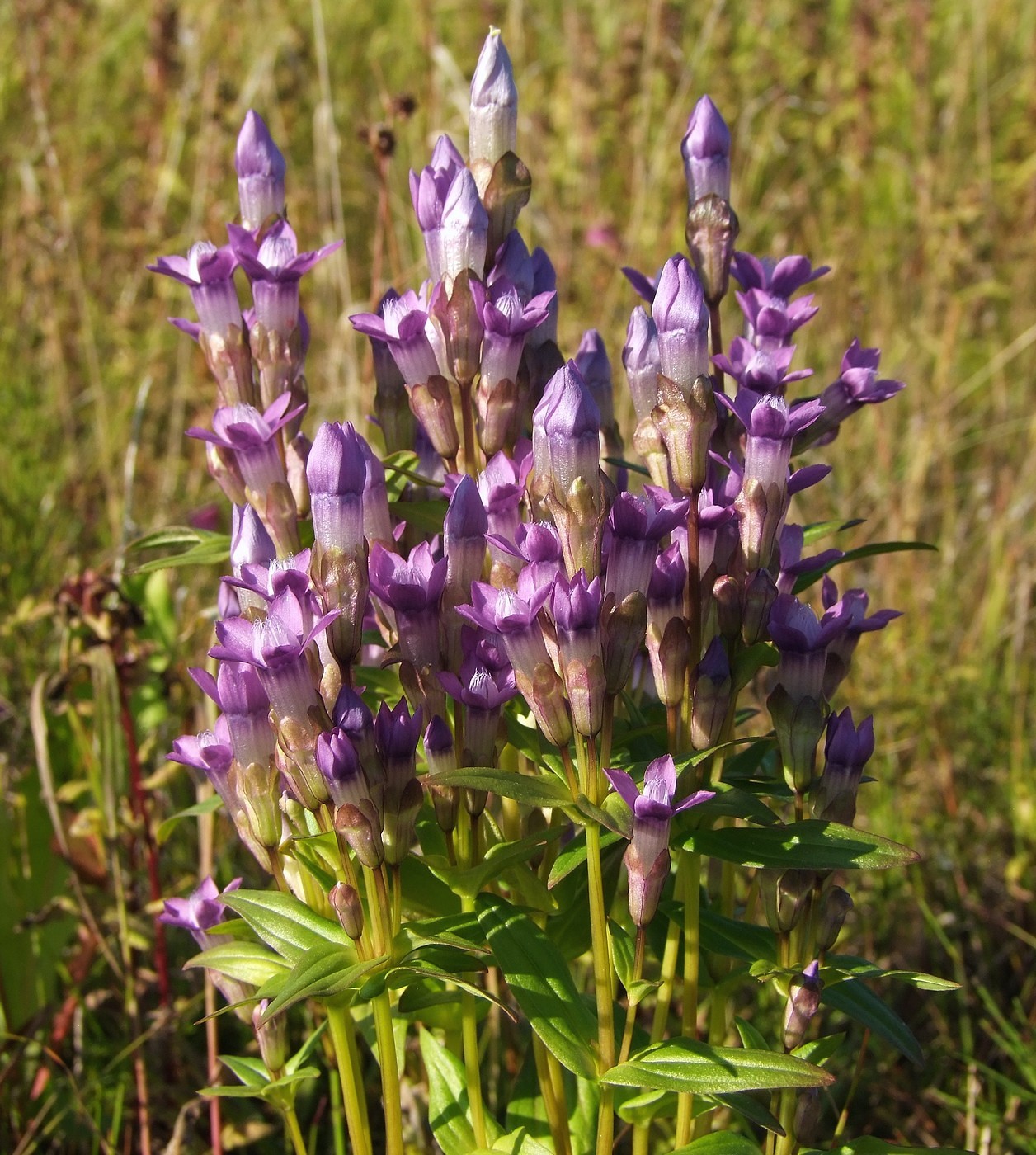 Image of Gentianella auriculata specimen.