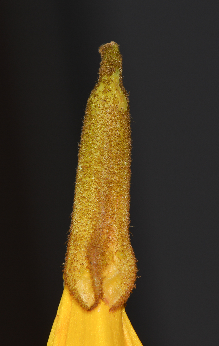 Image of Handroanthus chrysanthus specimen.