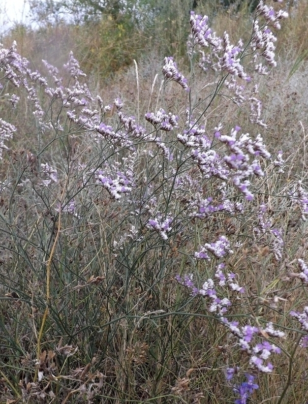 Image of Limonium sareptanum specimen.