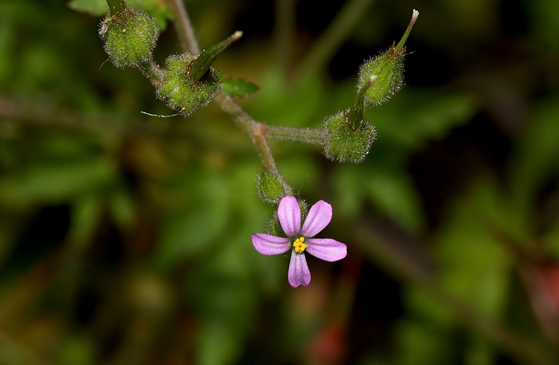 Image of Geranium robertianum specimen.