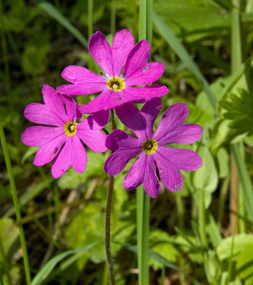 Image of Primula cortusoides specimen.