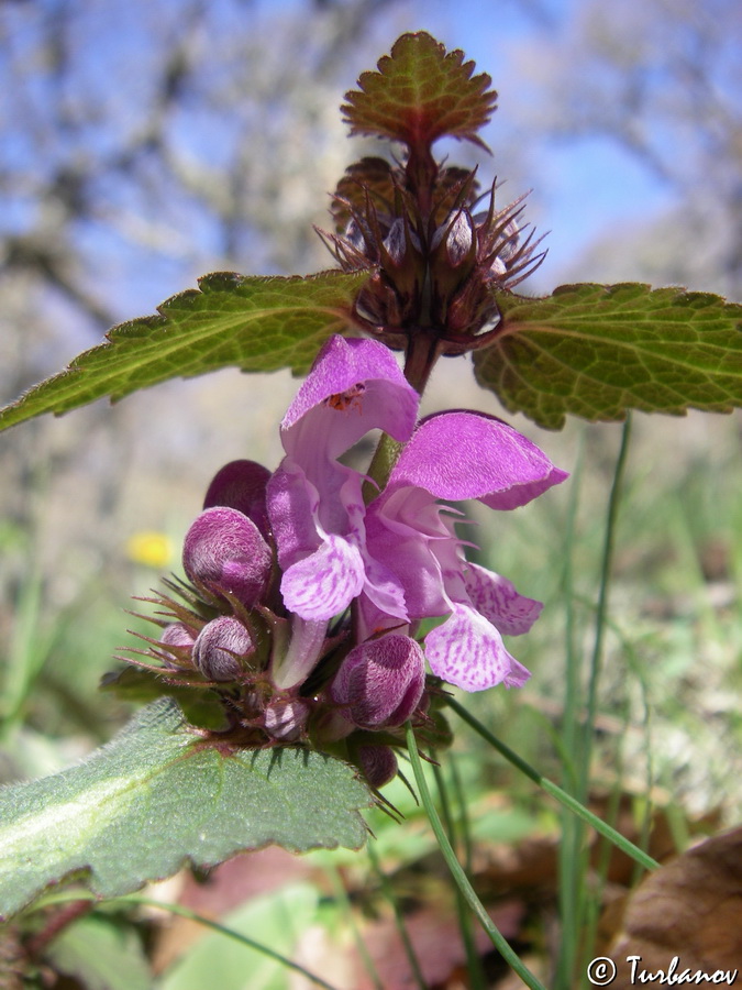 Image of Lamium maculatum specimen.