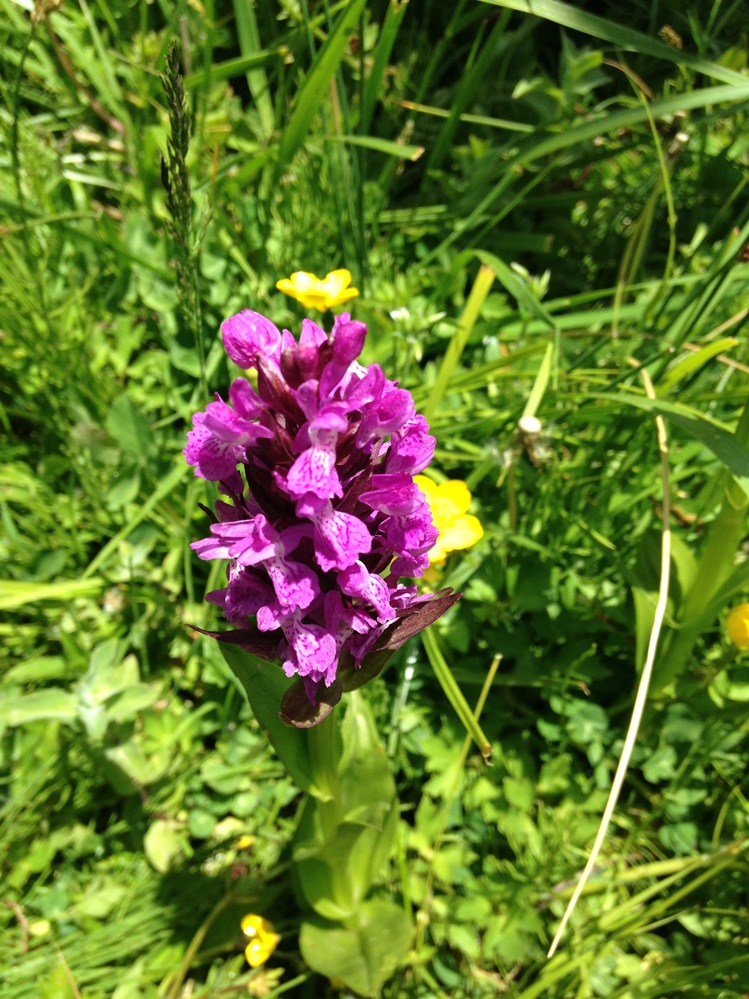 Image of genus Dactylorhiza specimen.