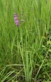 Gladiolus imbricatus. Цветущие растения. Смоленская обл., Демидовский р-н, НП \"Смоленское Поозерье\", окр. дер. Городище, луг. 09.07.2017.