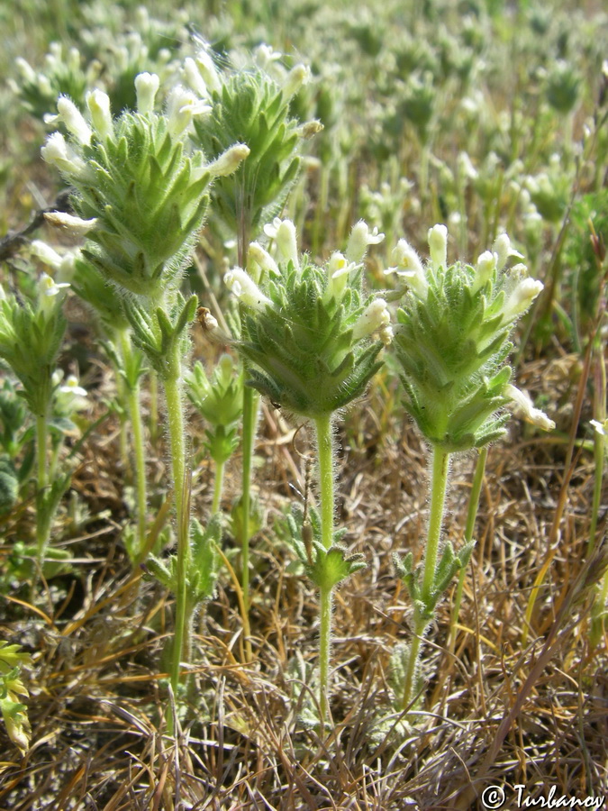 Image of Parentucellia latifolia specimen.