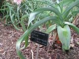 Crinum bulbispermum