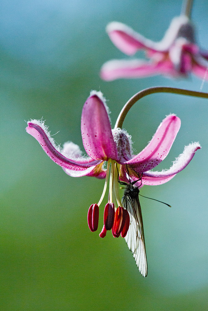 Изображение особи Lilium pilosiusculum.