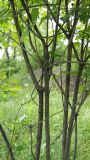 Смотреть изображение Viburnum opulus