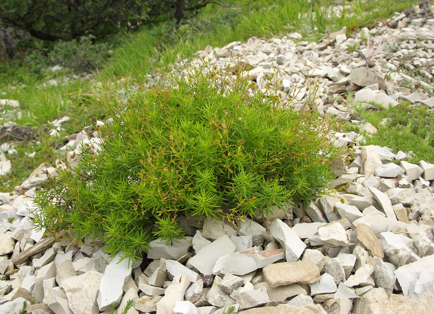 Image of Veronica filifolia specimen.