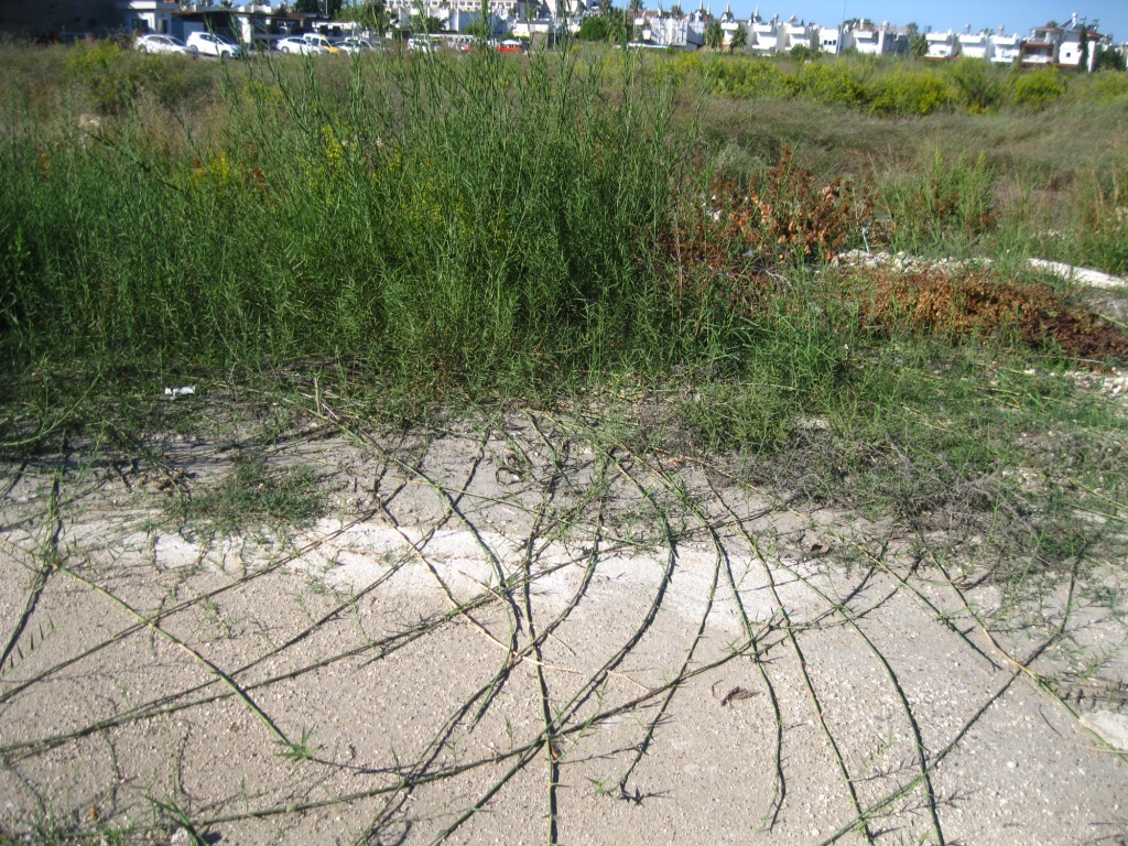 Image of Phragmites australis specimen.