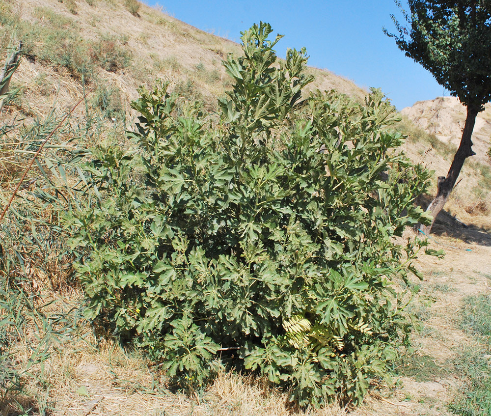 Изображение особи Ficus carica.