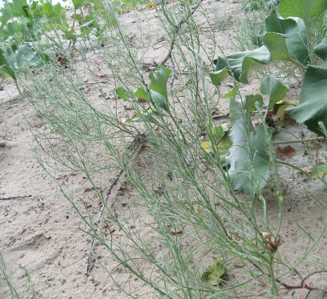 Image of genus Corispermum specimen.