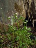 Cardamine umbellata. Верхушки цветущих растений в начале плодоношения. Магаданская обл., окр. г. Магадан, побережье бухты Нагаева, Морпортовская сопка, небольшой ручей в распадке. 16.06.2016.