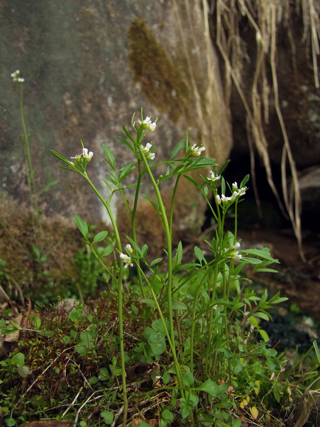 Image of Cardamine umbellata specimen.