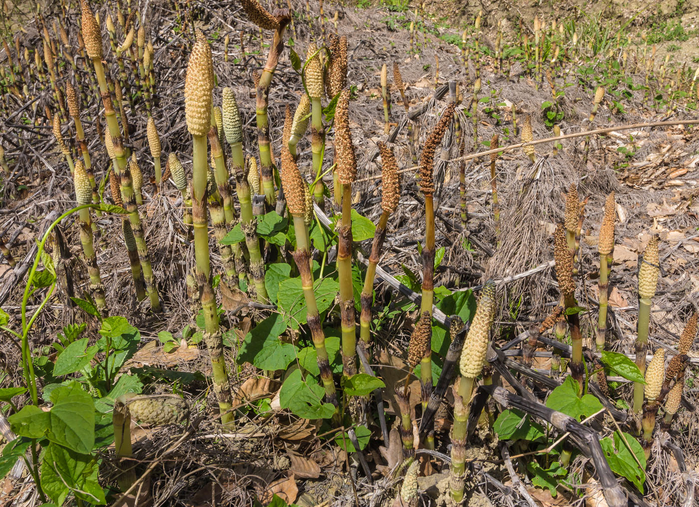 Image of Equisetum telmateia specimen.