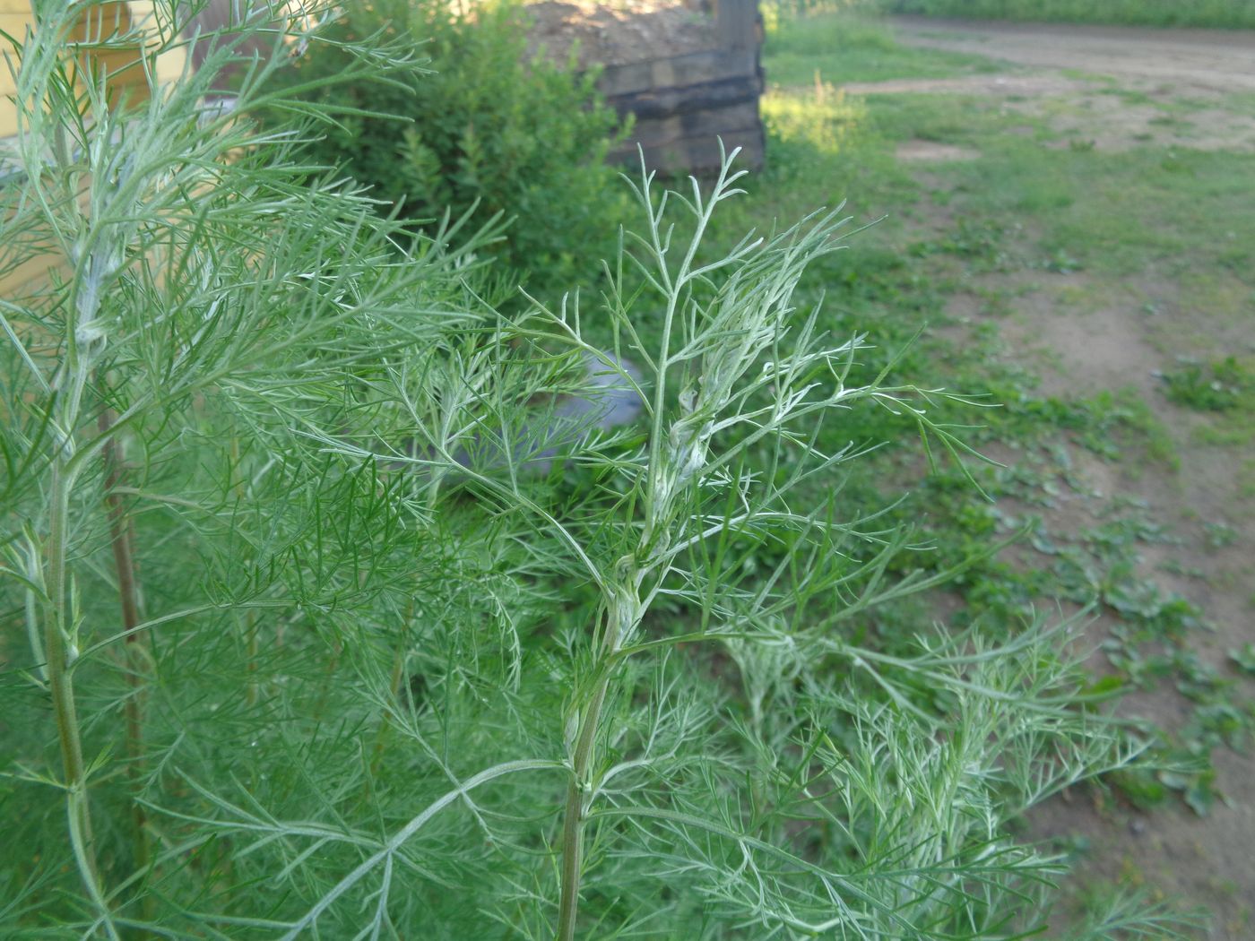 Изображение особи Artemisia abrotanum.