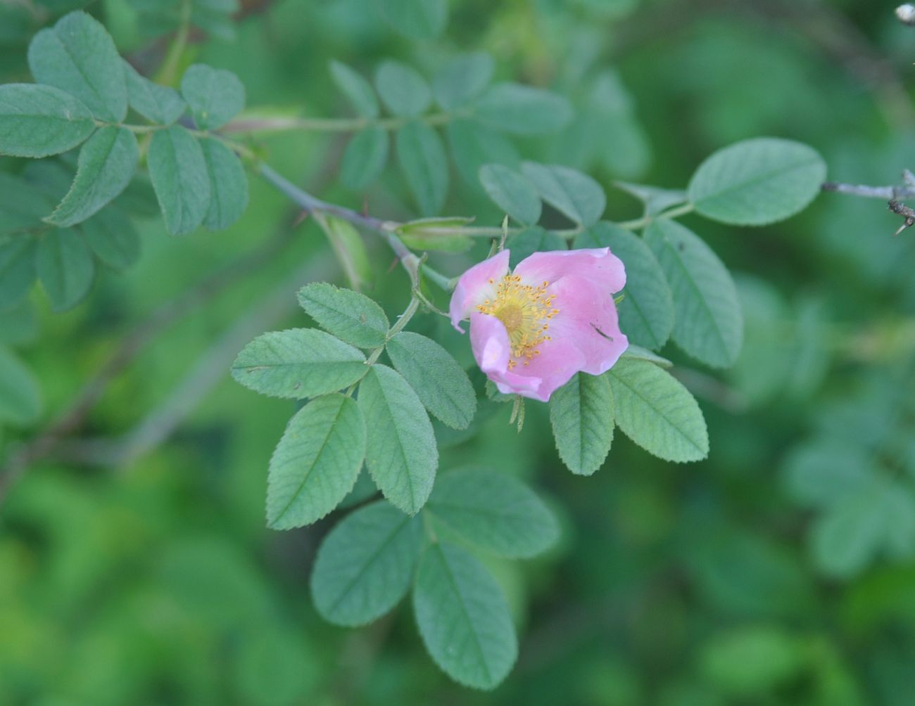 Image of genus Rosa specimen.