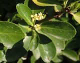 Euonymus japonicus. Верхушка побега с соцветием. Крым, Белогорский р-н, Топловский монастырь, цветник. 12.08.2018.