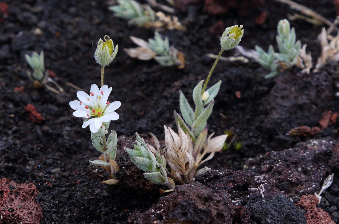 Image of Stellaria eschscholtziana specimen.