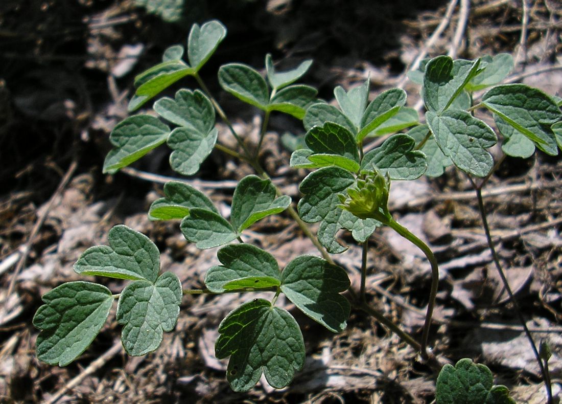 Image of Thalictrum minus specimen.