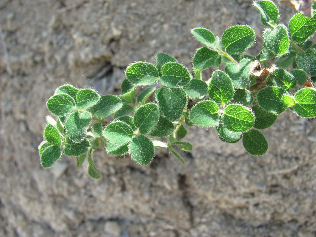 Image of Lonicera iberica specimen.