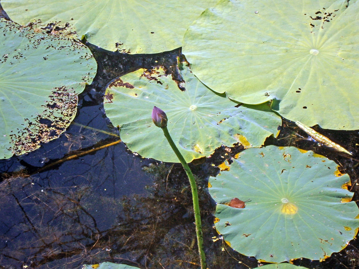 Изображение особи Nelumbo komarovii.