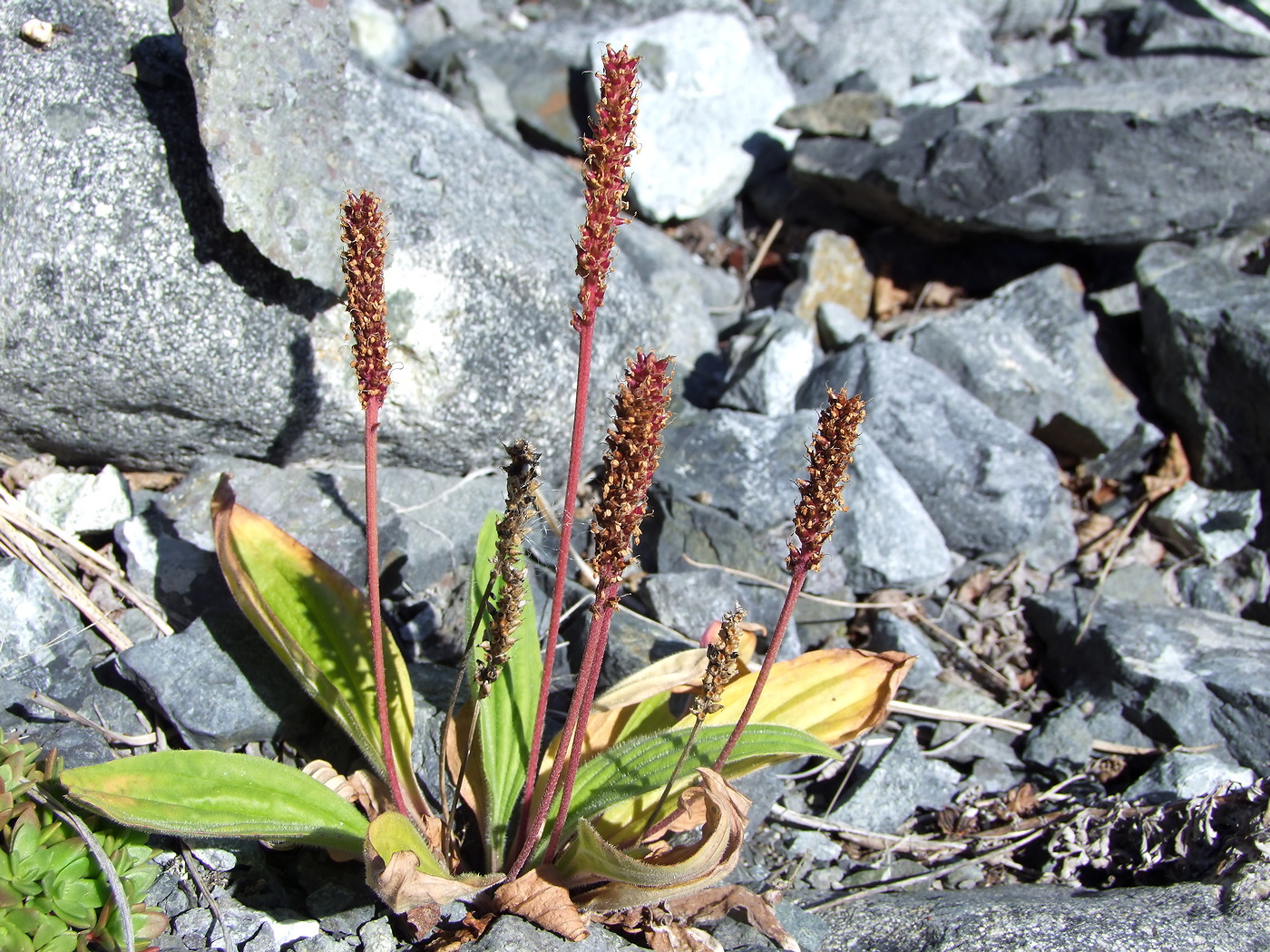 Image of Plantago camtschatica specimen.