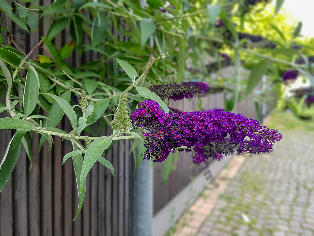 Изображение особи Buddleja davidii.