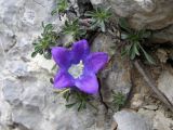 Campanula saxifraga