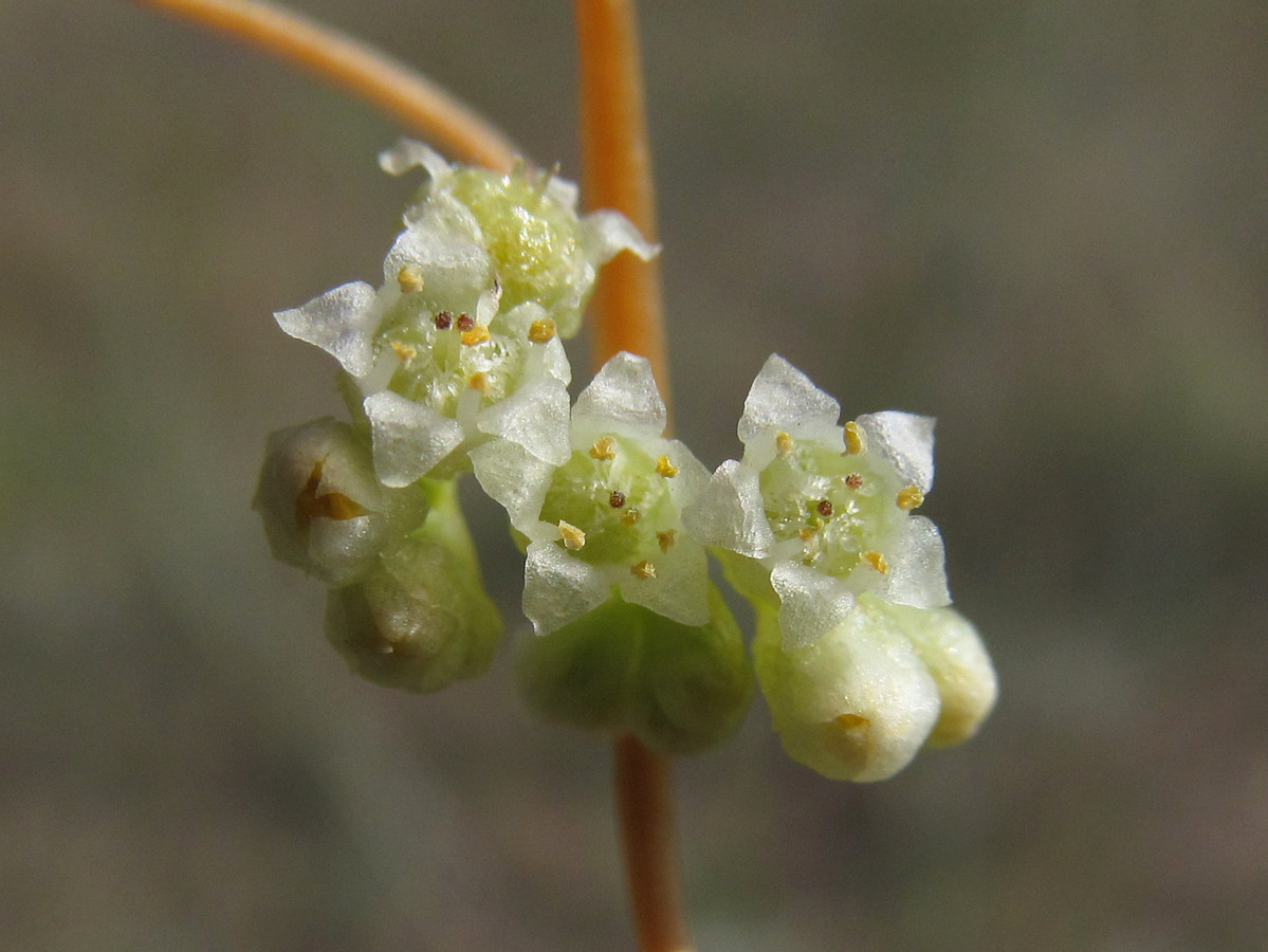 Image of Cuscuta cesatiana specimen.