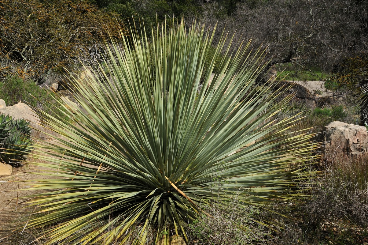 Image of Nolina parryi specimen.