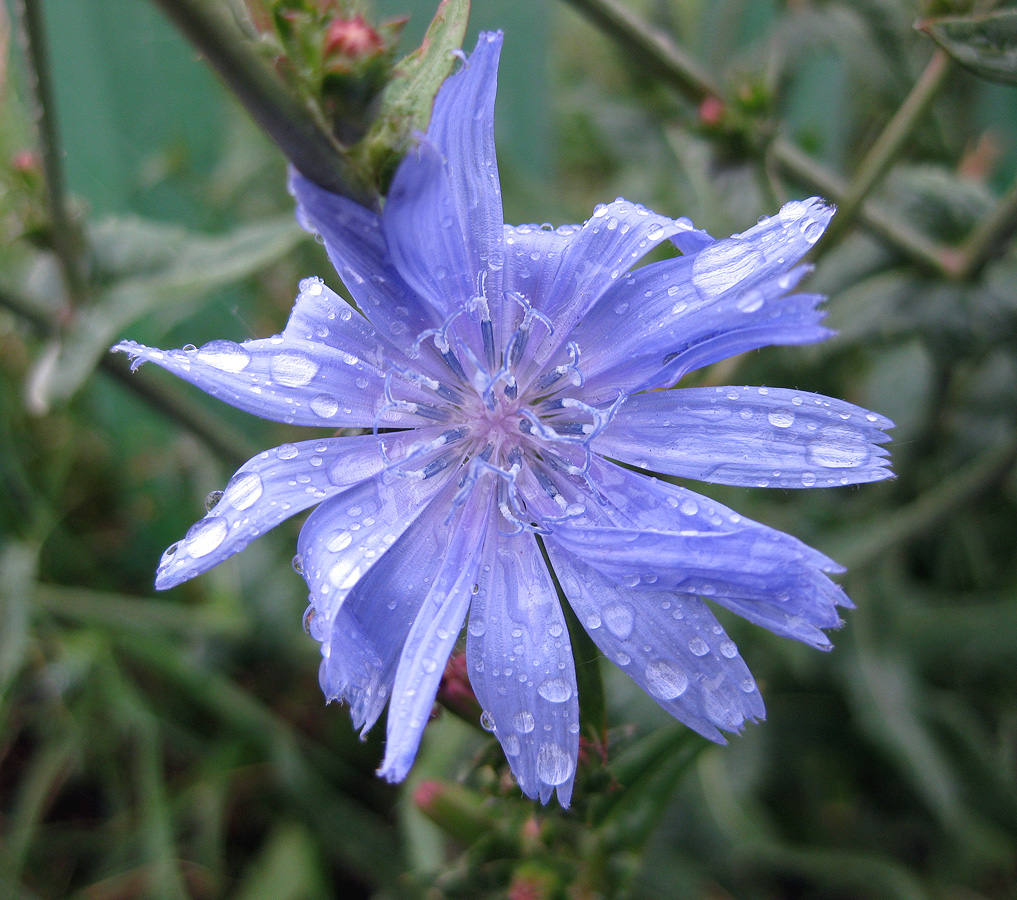 Image of Cichorium intybus specimen.