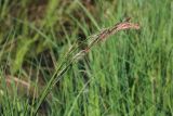Смотреть изображение Carex omskiana